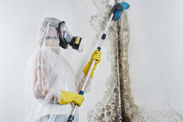 Best Mold Damage Repair  in Glen Rock, PA