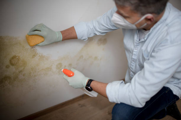 Best Mold Testing and Removal  in Glen Rock, PA