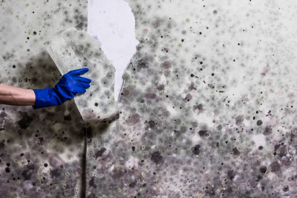 Best Emergency Mold Removal  in Glen Rock, PA